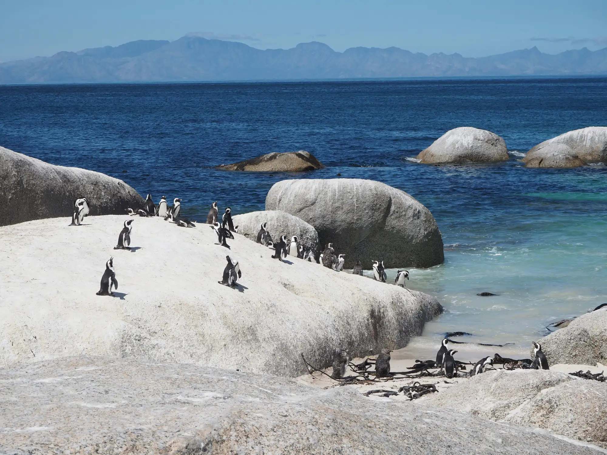 Penguins in Cape Town, South Africa.