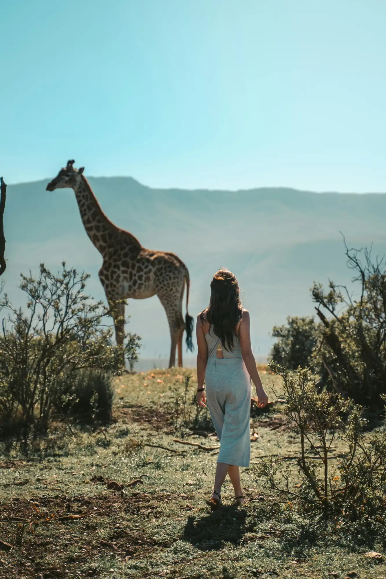 A tourist looking at a Giraffe in a safari in Africa.