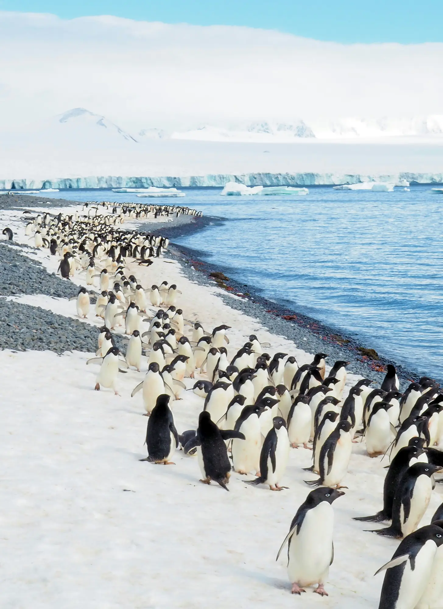 A huge group of penguins all walking along the shore of Antarctica.