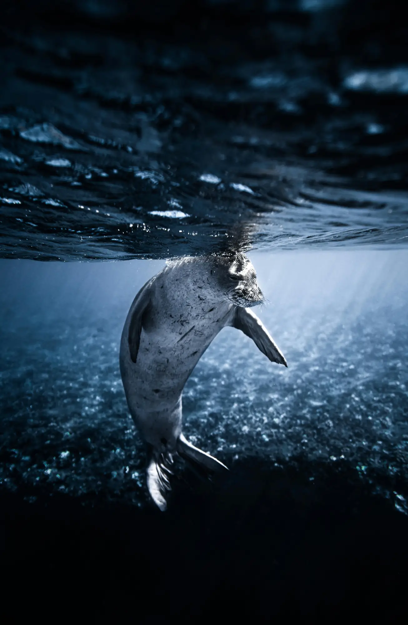 An Antarctic seal floating underwater.