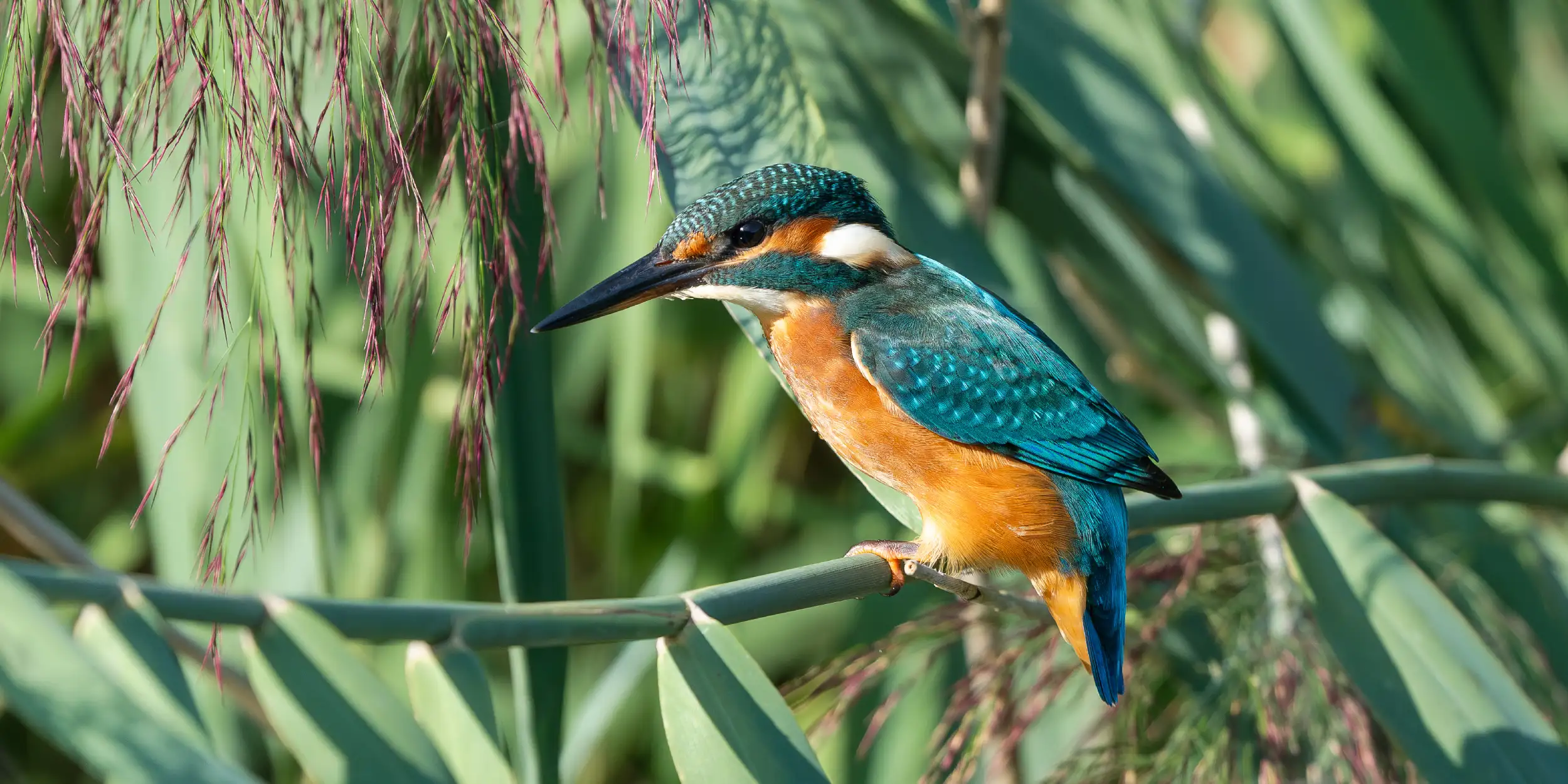 Bird Watching Adventures in Africa