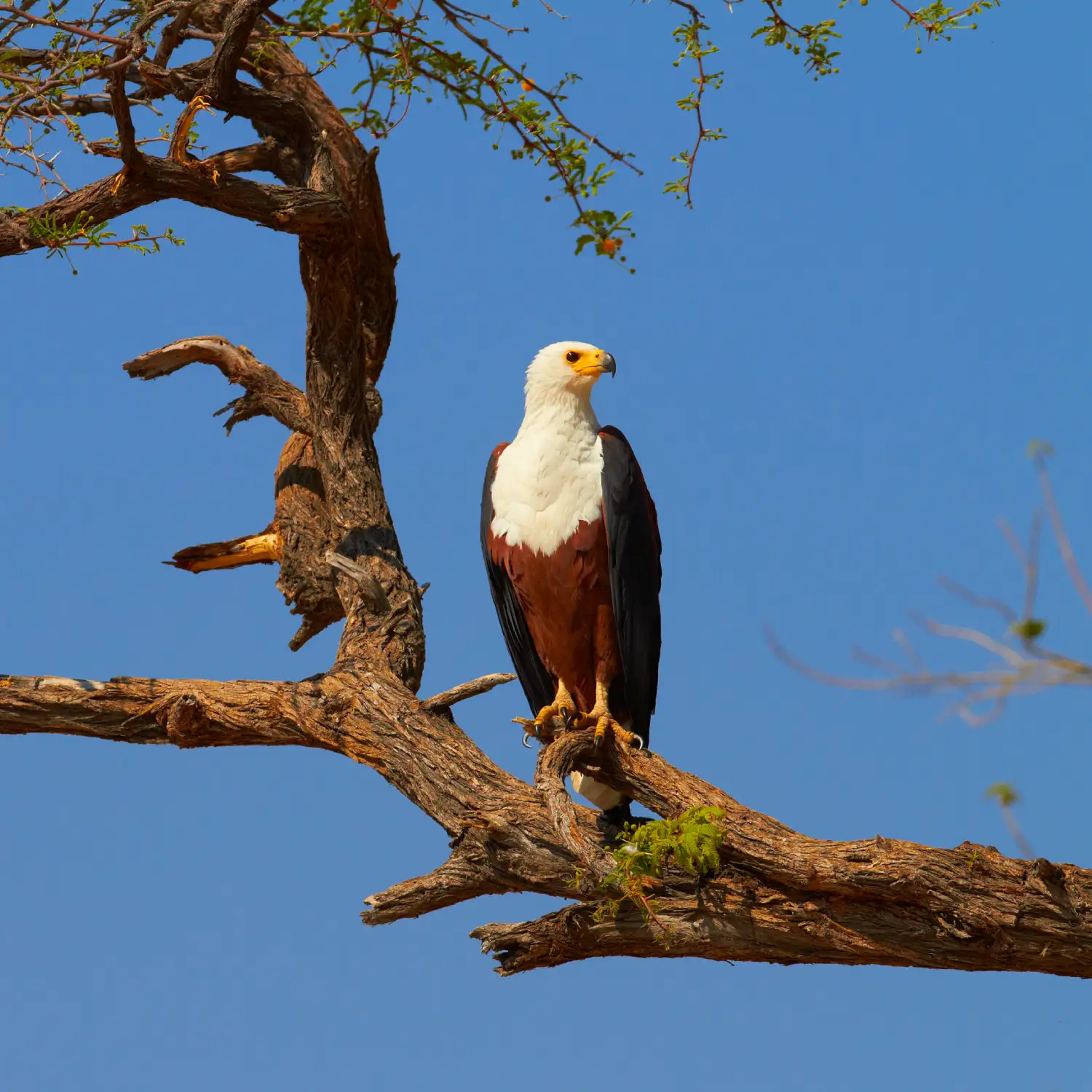 Bird watching in Zambia