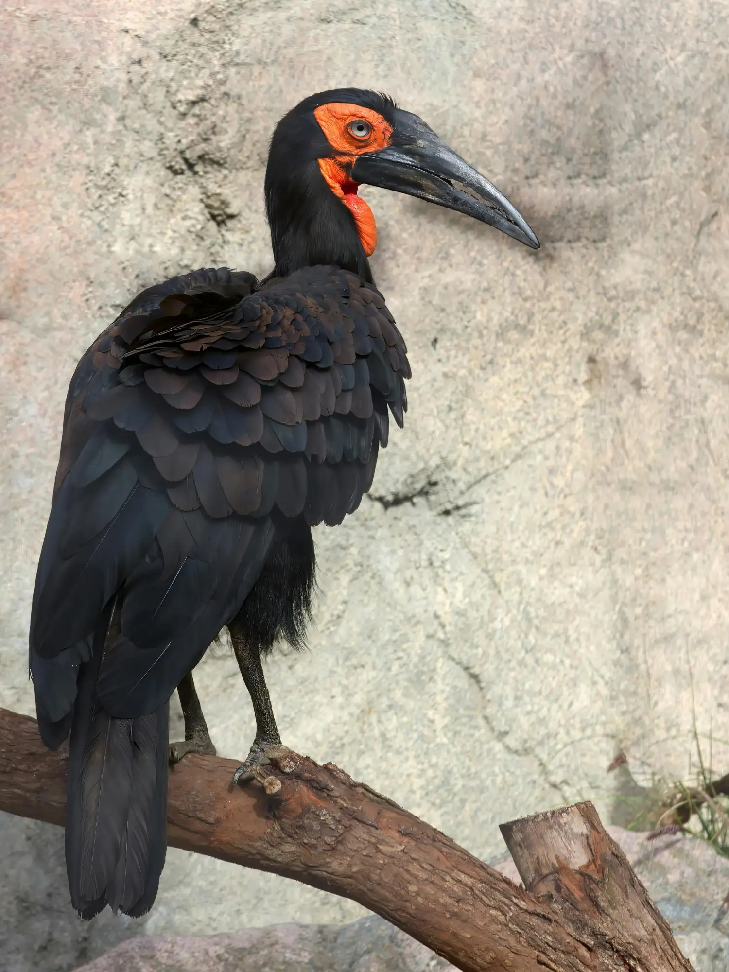 Bird Watching in South Africa