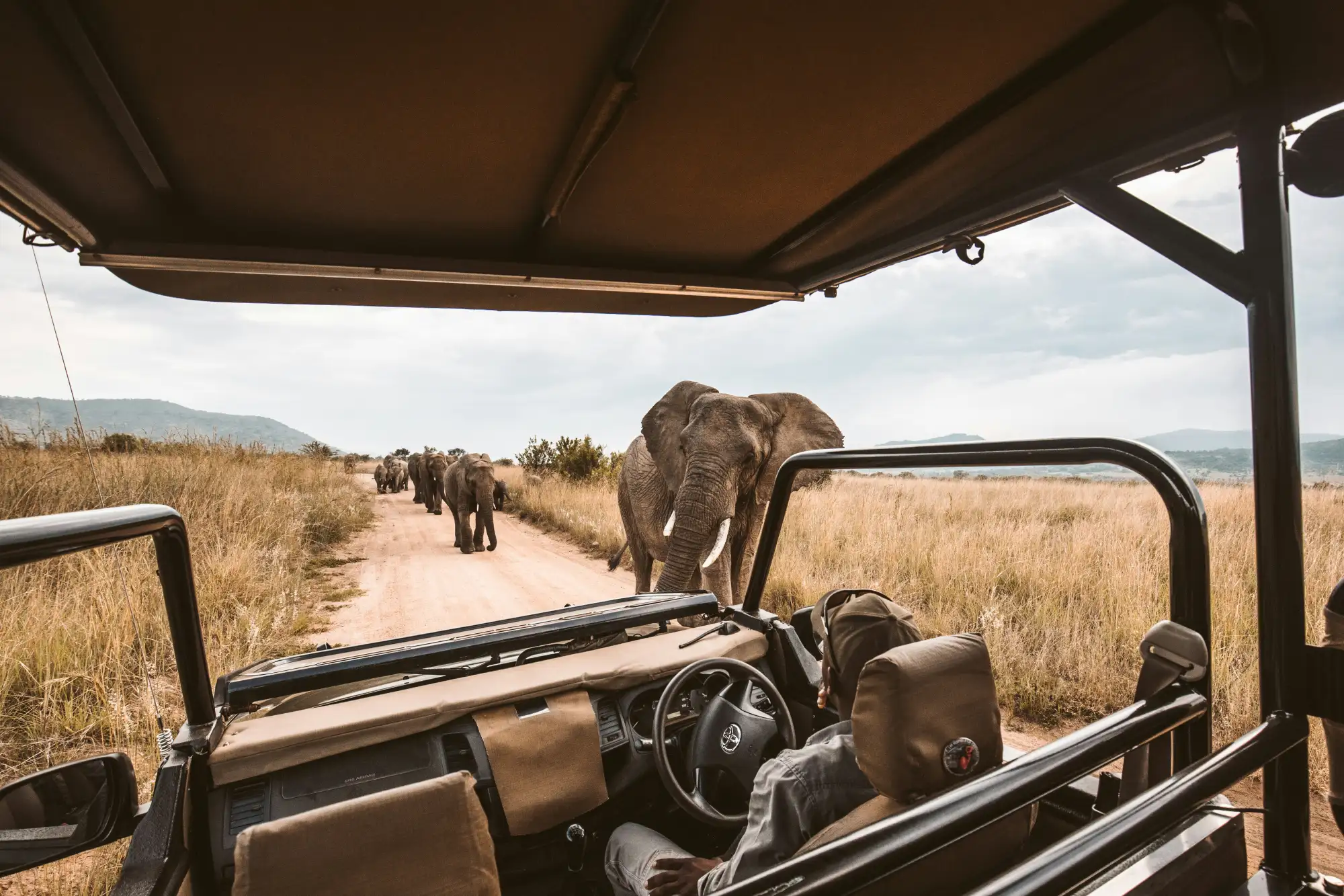 Enjoy safaris full of wildlife in South Africa.