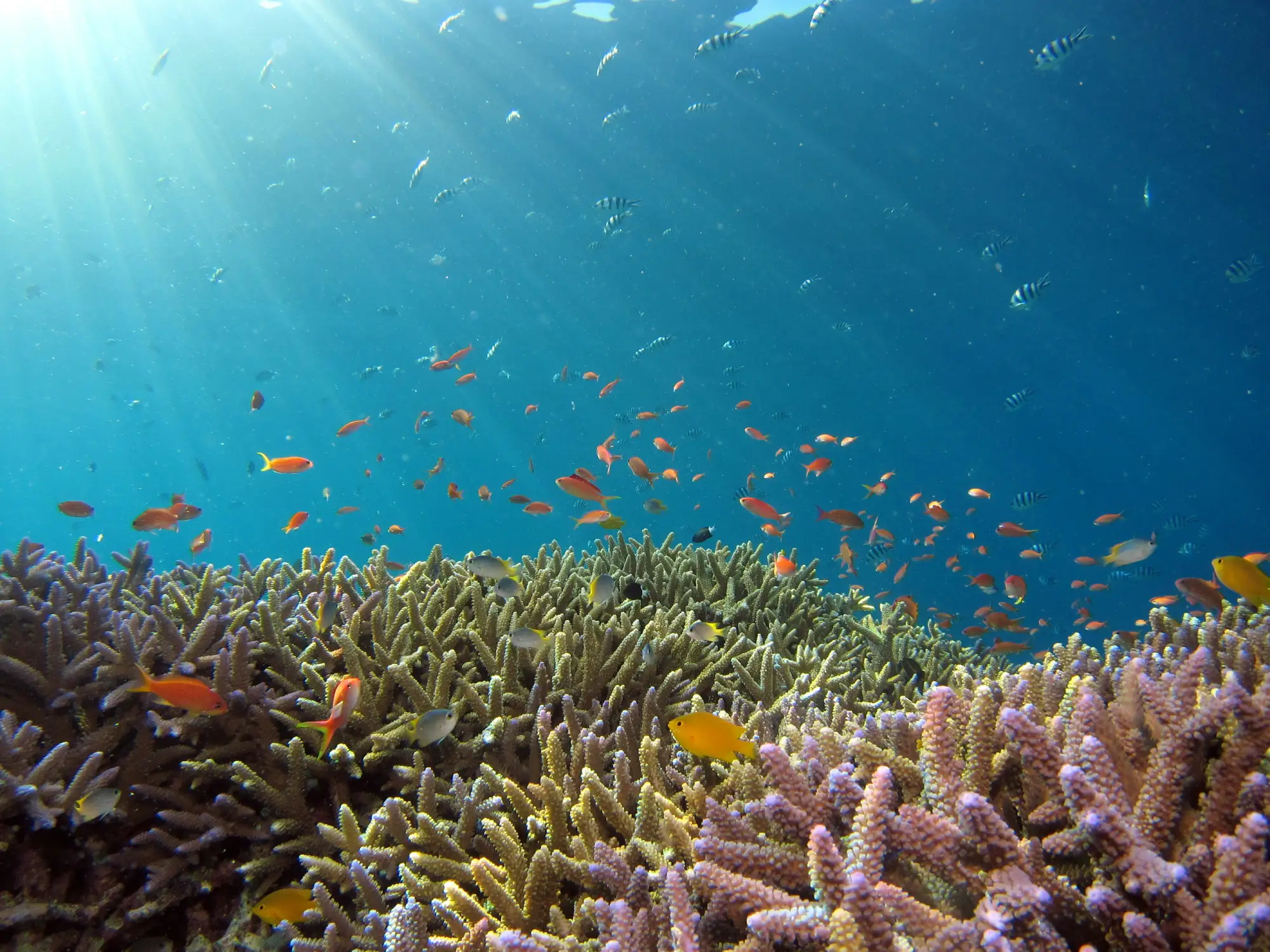 Coral Reefs in Africa