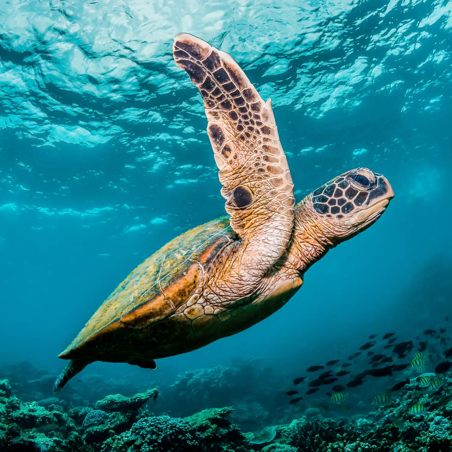 Diving in Madagascar