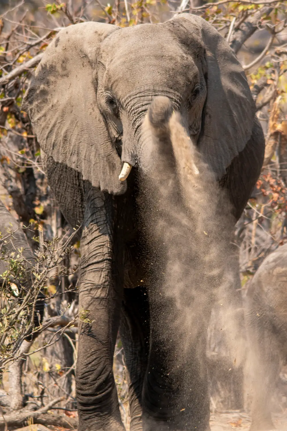 Adventures in Botswana