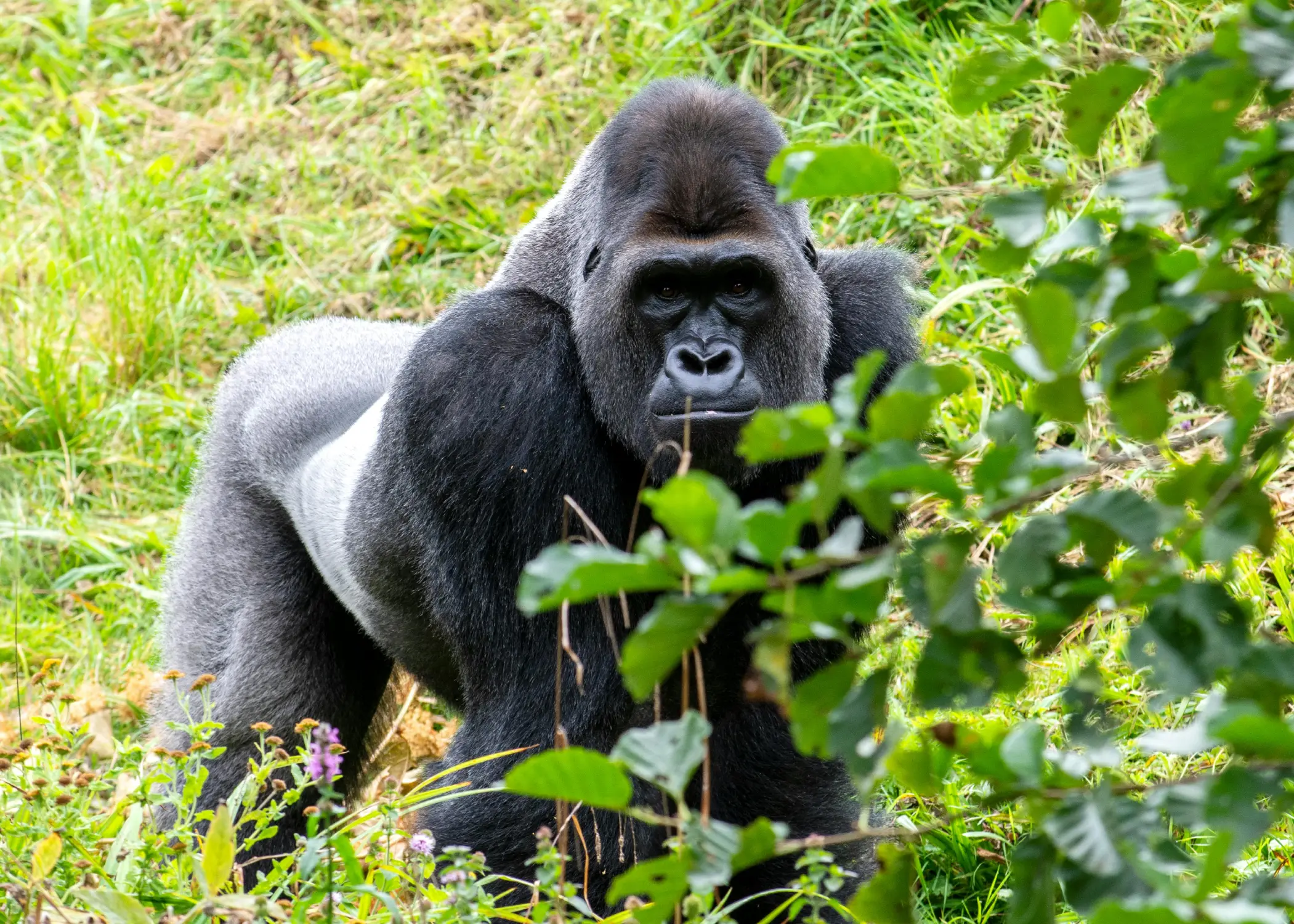 Gorilla Trekking in Africa