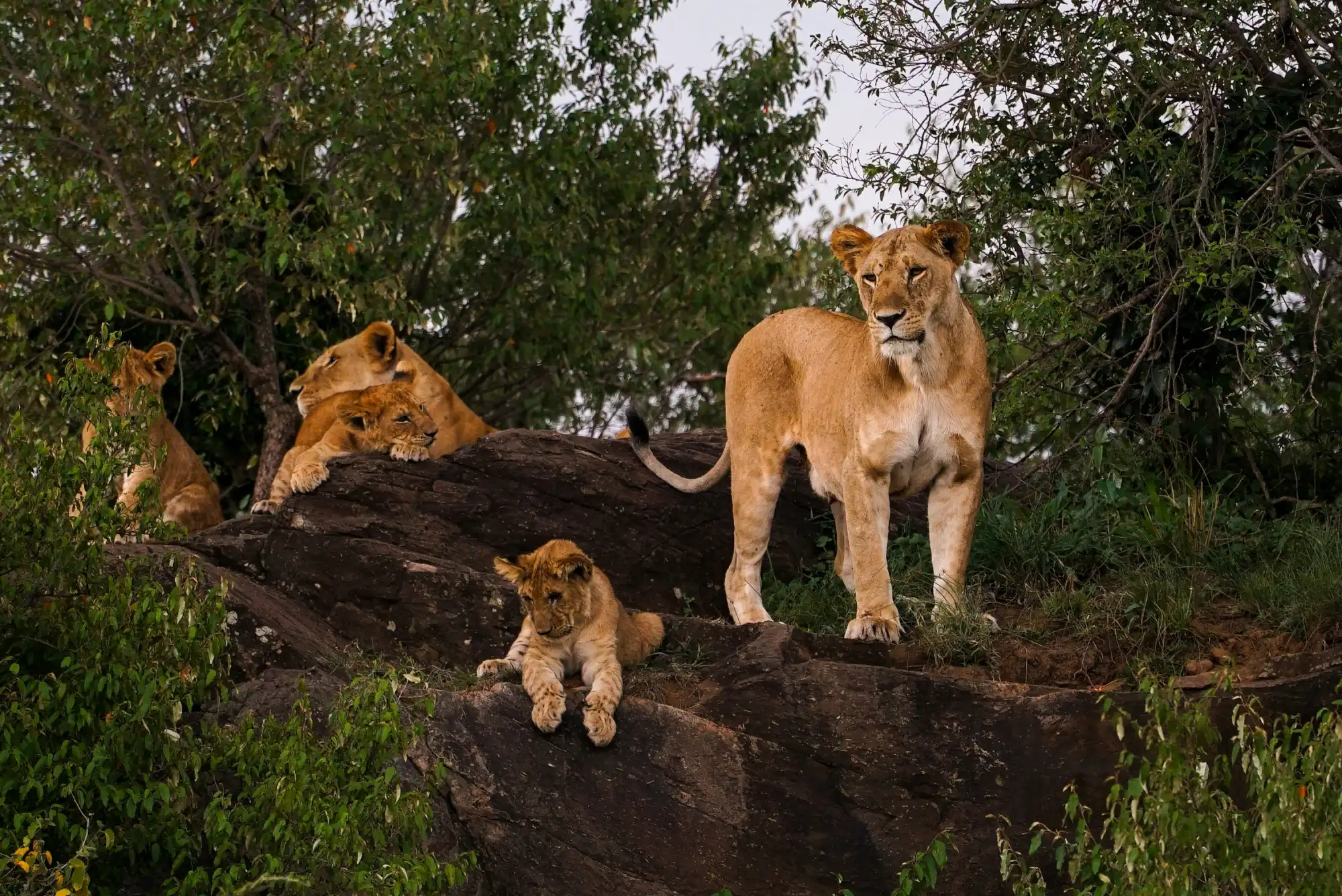 Unparallel Africa, A Safari of a Lifetime