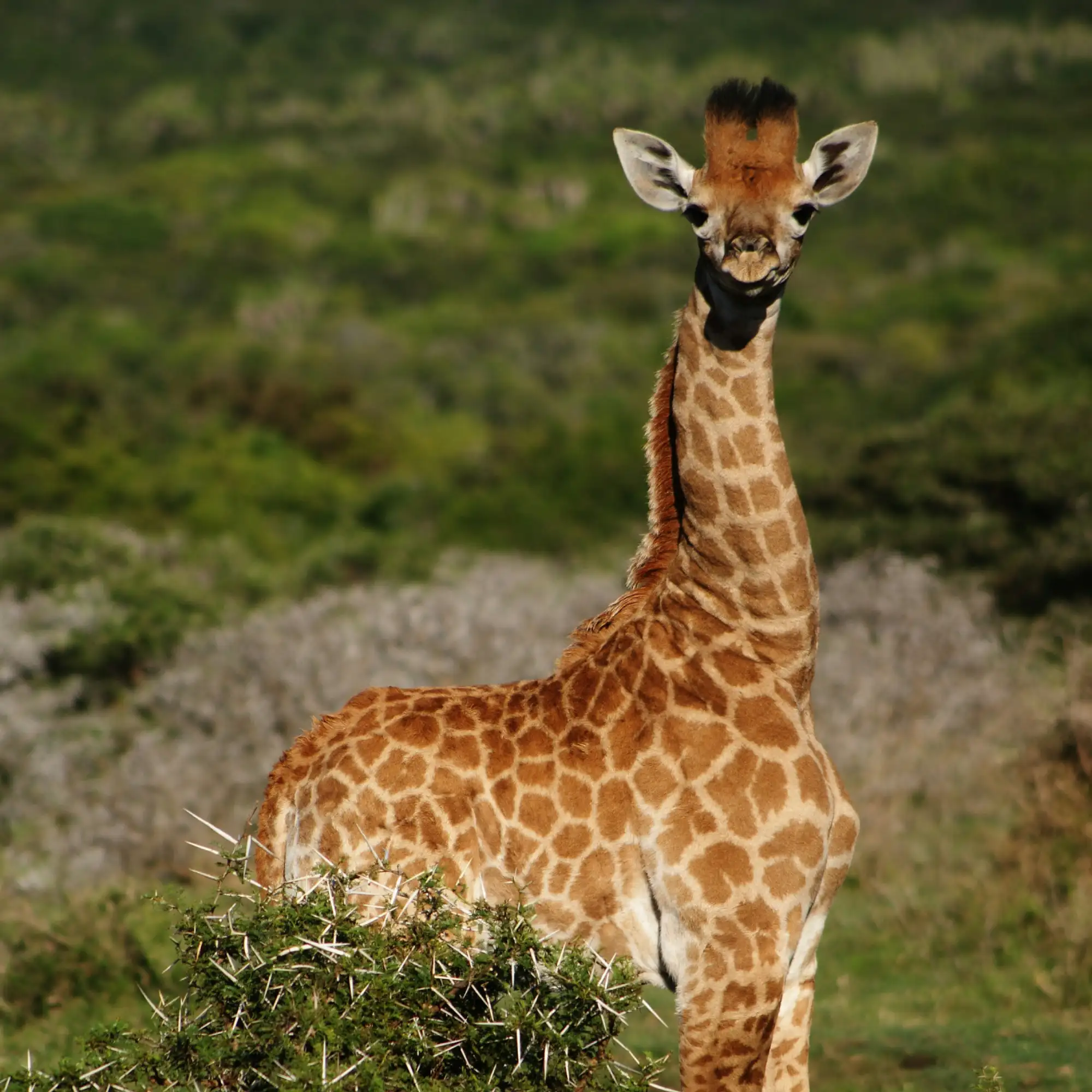 Kalahari Game Reserve, Botswana