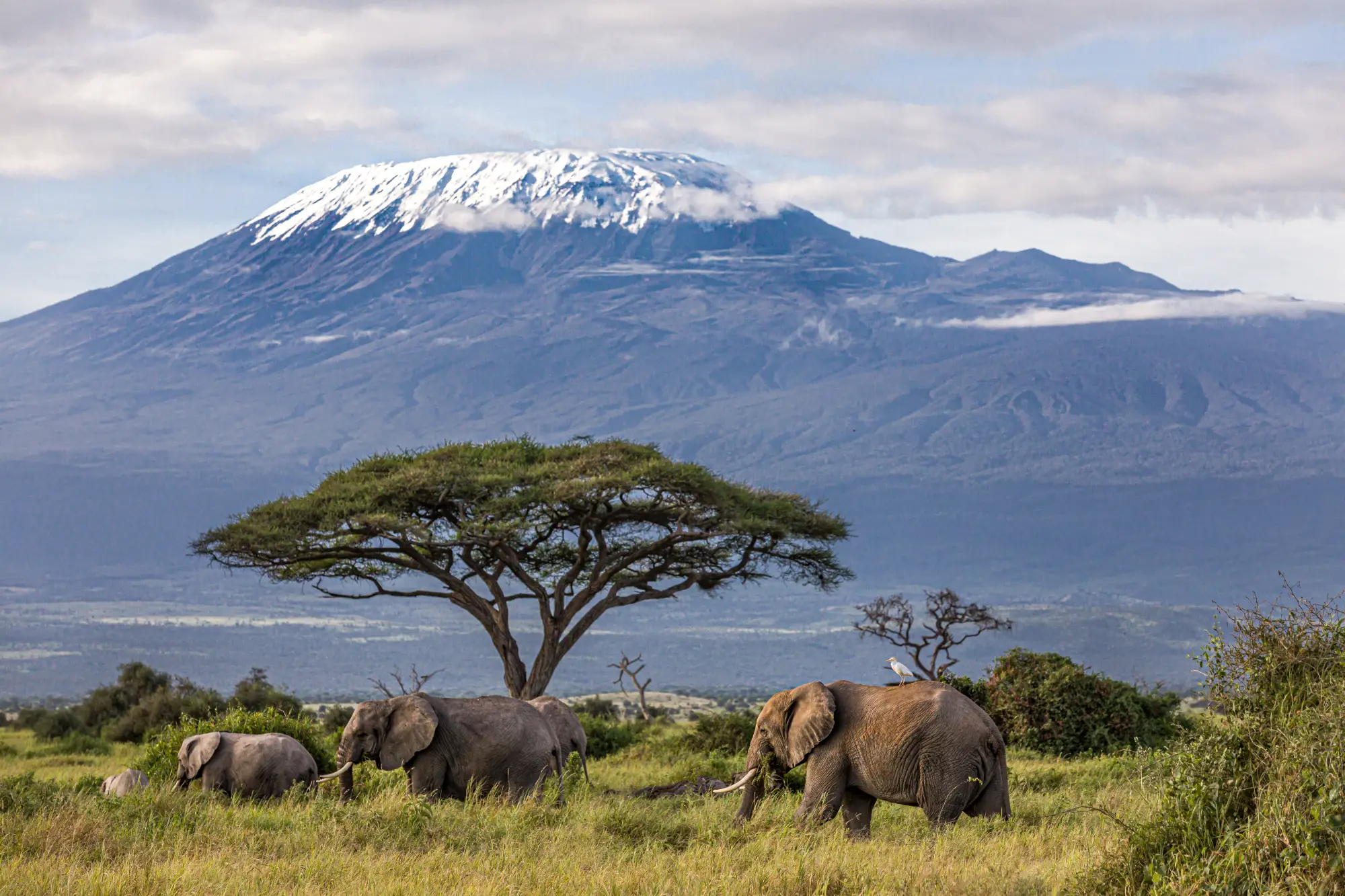 A herd of elephants in a Kenyan safari with Mount Kenya visible in the background.