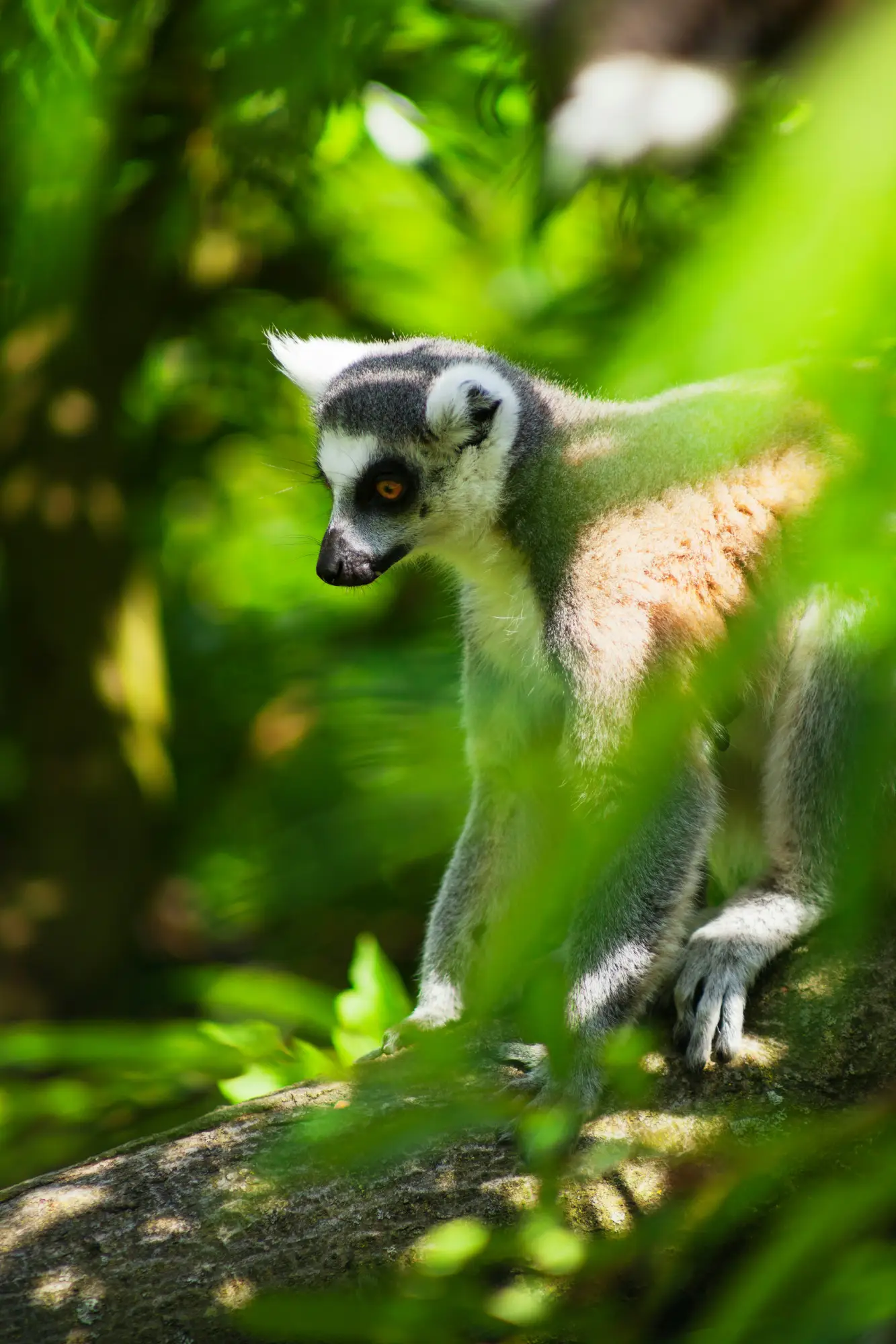 Extreme adventures and activities in Madagascar