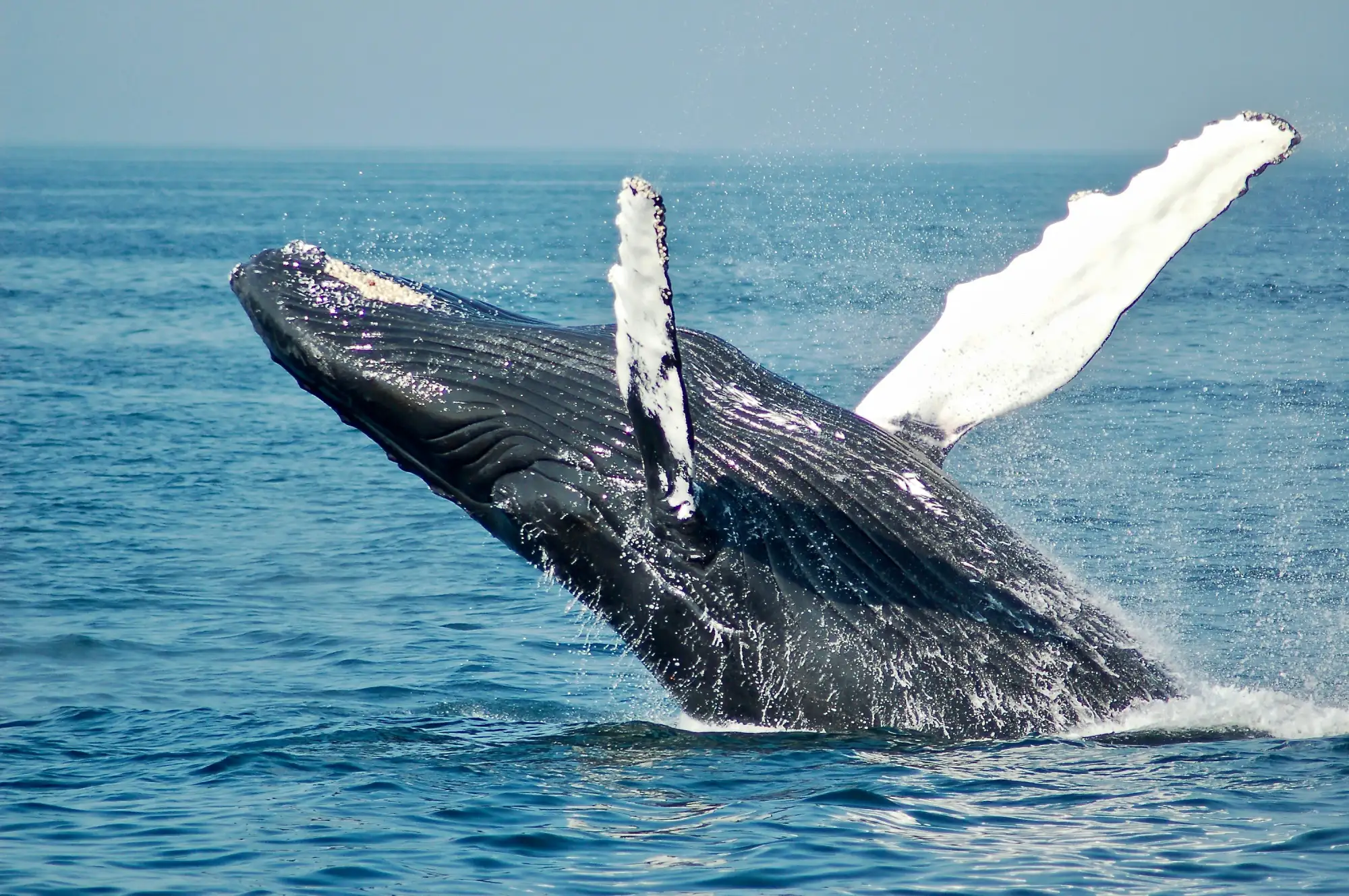 A humpback whale breaching the surface of the sea in Mozambique.