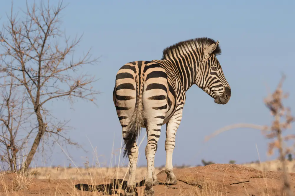 Safari tours in Tanzania