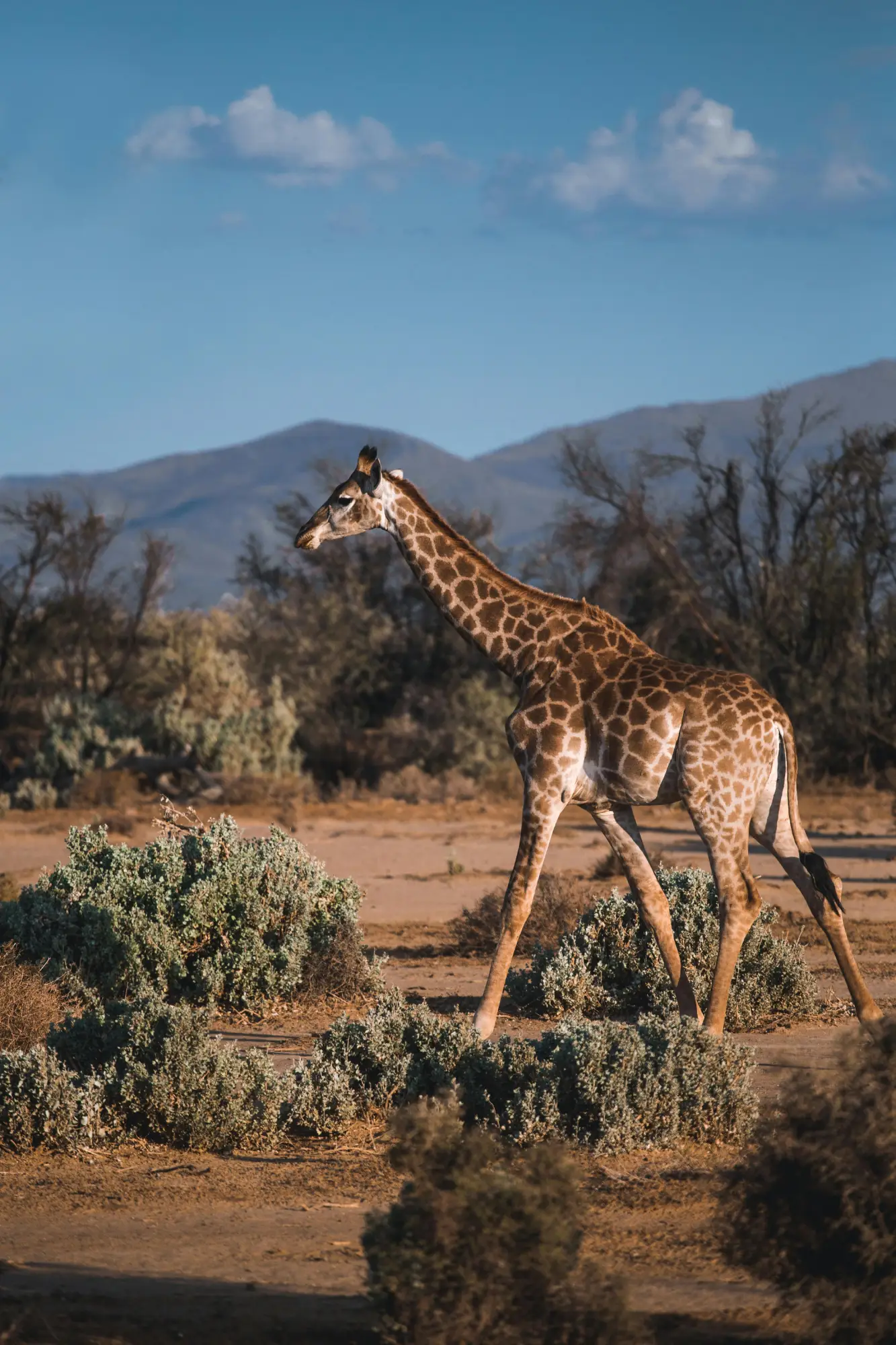 A giraffe spotted in an African safari tour.