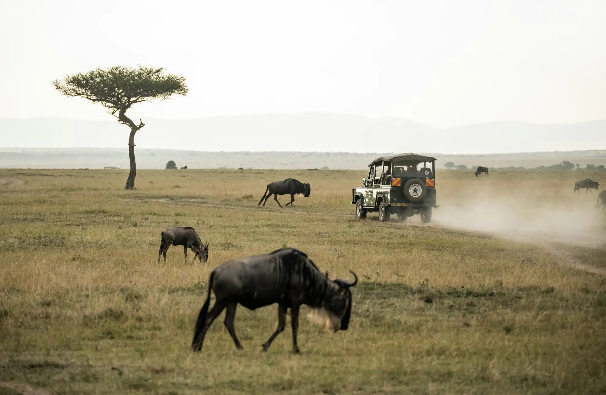 Tarangire National Park, Botswana