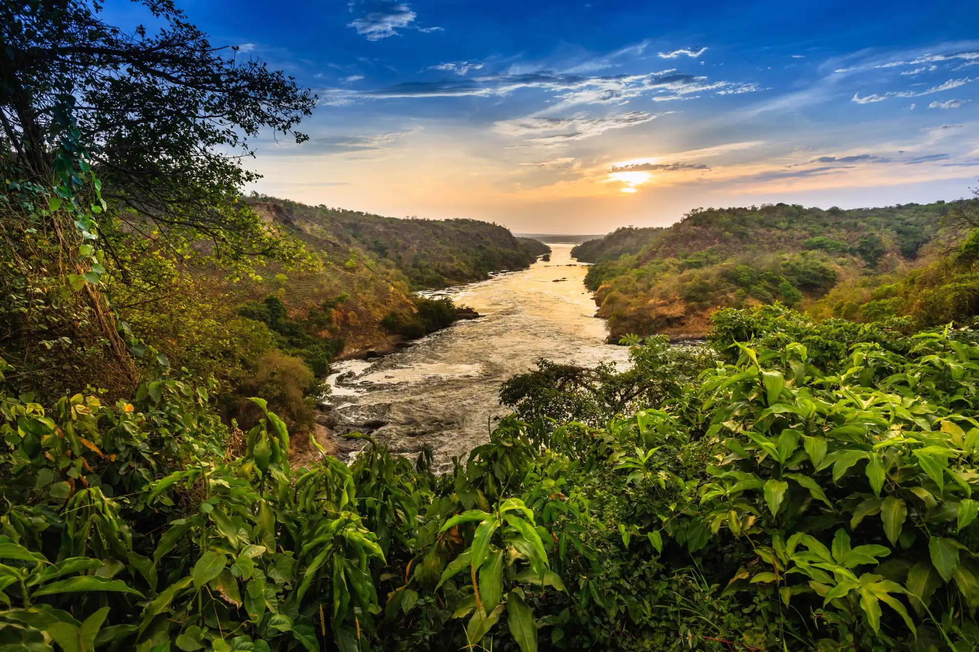 The lush, green forests of Uganda.