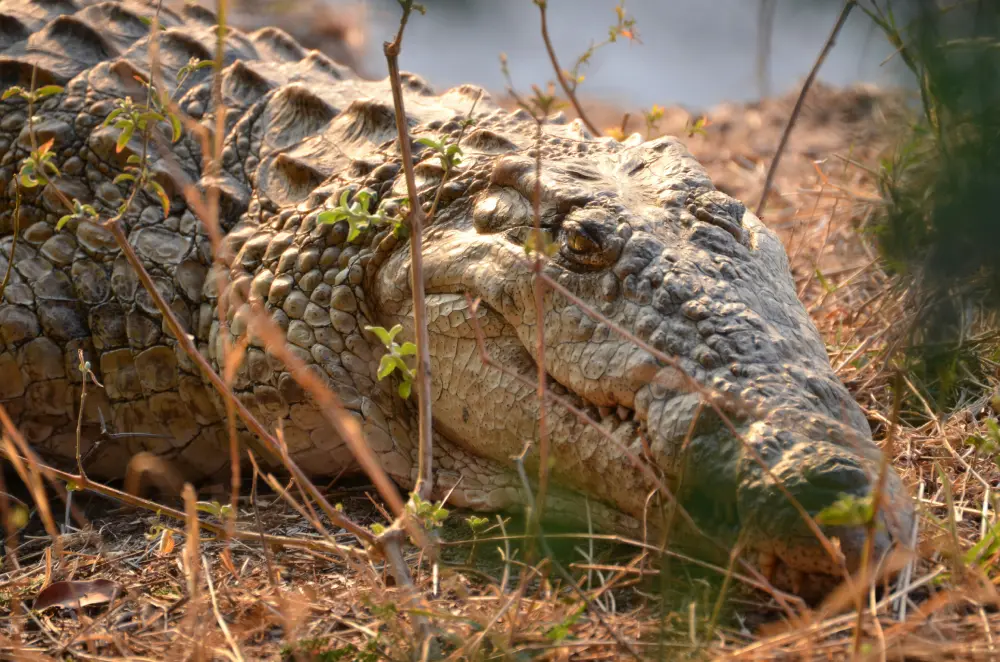 Safari tours in Zambia