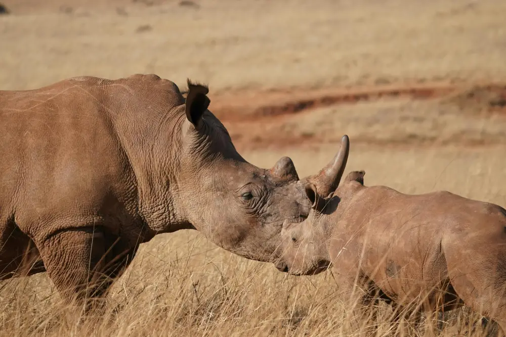 Ziwa Rhino Sanctuary, Uganda