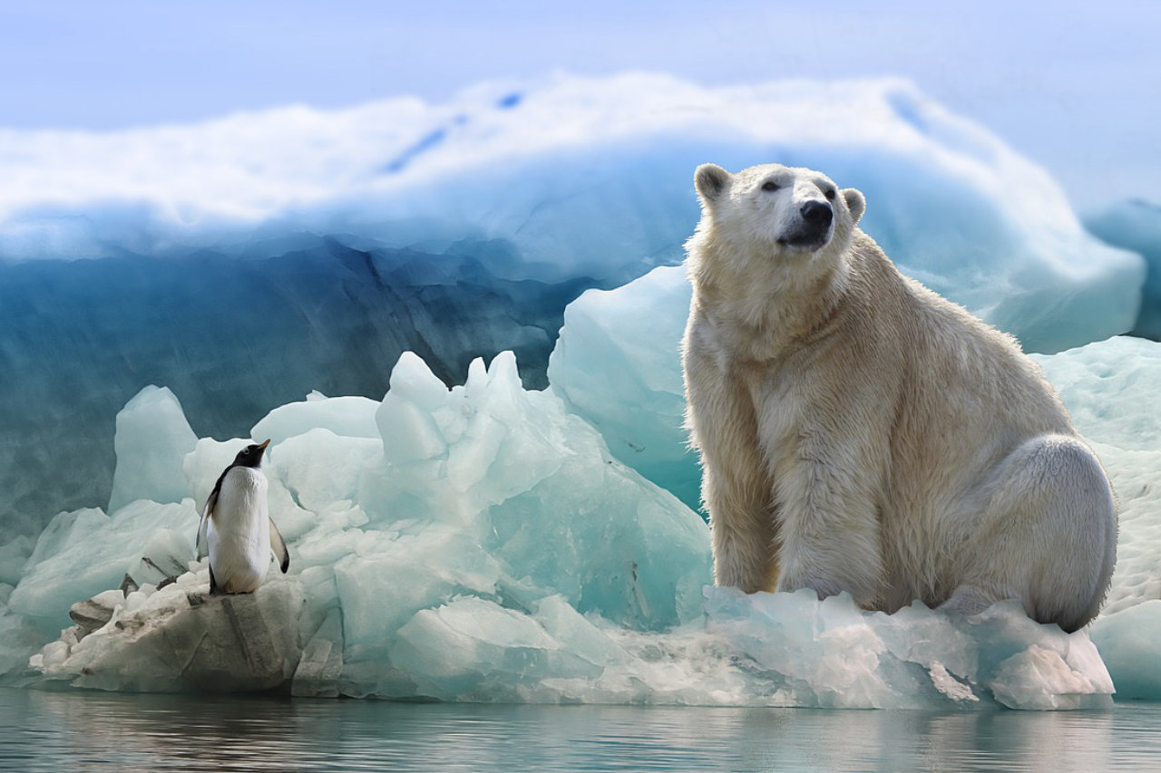 Антарктида полярный медведь